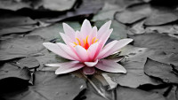 leknín water-lily-1510707 1280